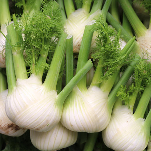 农家新鲜现挖球茎茴香 口感脆嫩 西餐香料沙拉食材可炒食 特色蔬菜400g 商品图2