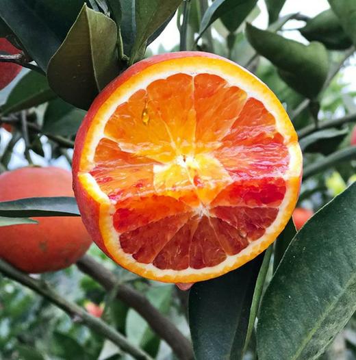 四川塔罗科玫瑰血橙 富含花青素 5斤