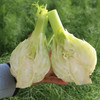 农家新鲜现挖球茎茴香 口感脆嫩 西餐香料沙拉食材可炒食 特色蔬菜400g 商品缩略图4