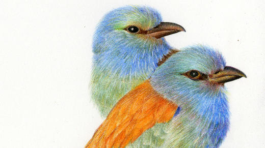 油性彩铅教程之两只鸟儿02 商品图0