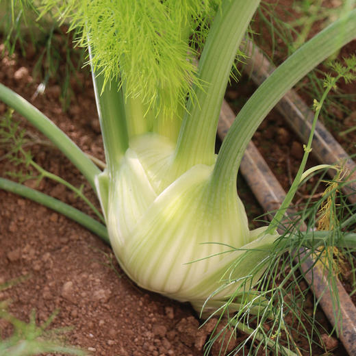 农家新鲜现挖球茎茴香 口感脆嫩 西餐香料沙拉食材可炒食 特色蔬菜400g 商品图5