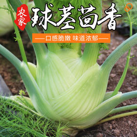 农家新鲜现挖球茎茴香 口感脆嫩 西餐香料沙拉食材可炒食 特色蔬菜400g
