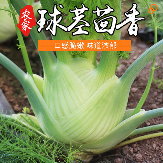 农家新鲜现挖球茎茴香 口感脆嫩 西餐香料沙拉食材可炒食 特色蔬菜400g 商品图0