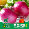 新疆双色洋葱5斤（混发） 商品缩略图0