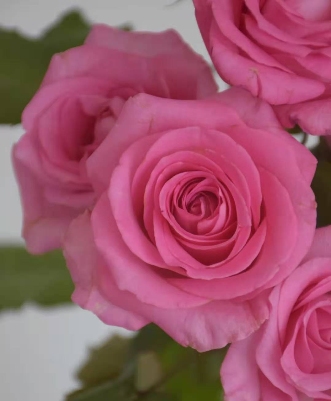 苏醒玫瑰10支份买2份减10元淡淡的水粉色像极了害羞的你