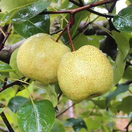 砀山老树酥梨 当季时令水果 汤山纯甜酥脆皇冠梨 精品大果5斤/10装 商品图0