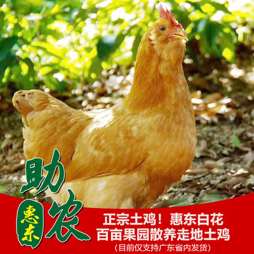 正宗土鸡！惠东白花，百亩果园散养走地土鸡 商品图0