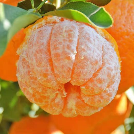 【水果来了】云南椪柑