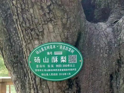 砀山老树酥梨 当季时令水果 汤山纯甜酥脆皇冠梨 精品大果5斤/10装 商品图4