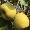 砀山老树酥梨 当季时令水果 汤山纯甜酥脆皇冠梨 精品大果5斤/10装 商品缩略图1