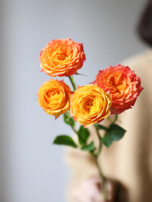 【周四团购】浪漫爱人泡泡玫瑰59.9元 2人拼团 商品图1