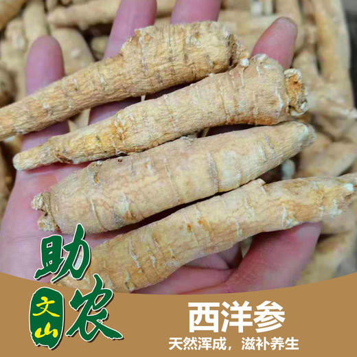 云南干西洋参1斤 商品图0