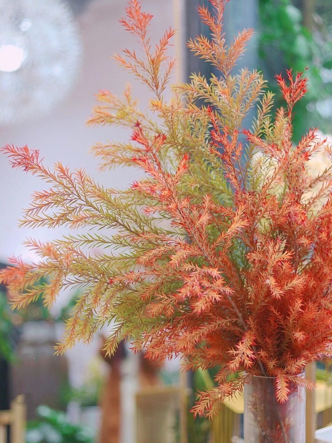 【周四秒杀】秋色系千层金两枝49.8元