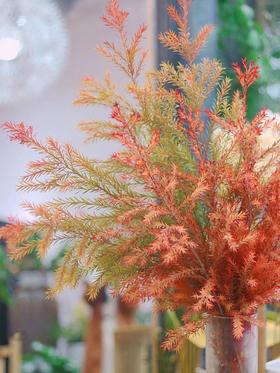 【周四秒杀】秋色系千层金两枝49.8元