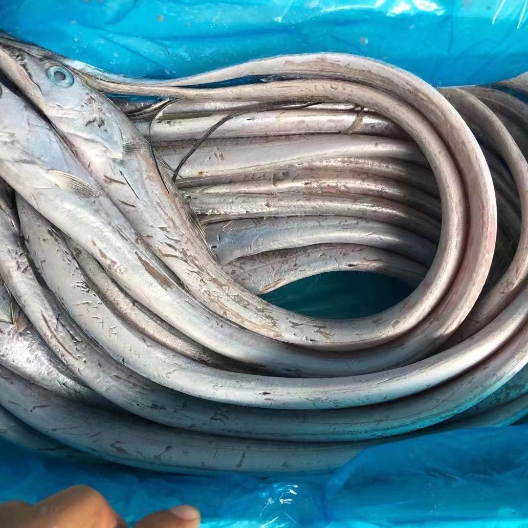 渤海湾小眼带鱼