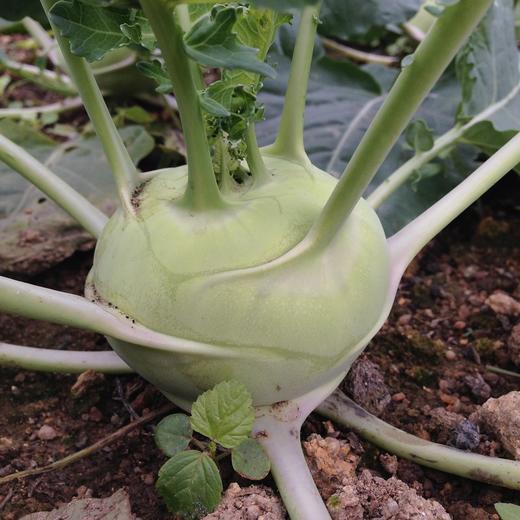 生态苤蓝 | 绿家自产* Ecological  Kohlrabi Stem | In-House Production 商品图1