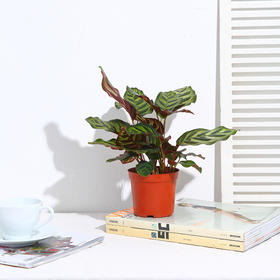 产品上新啦！超多好看又实用的绿植！