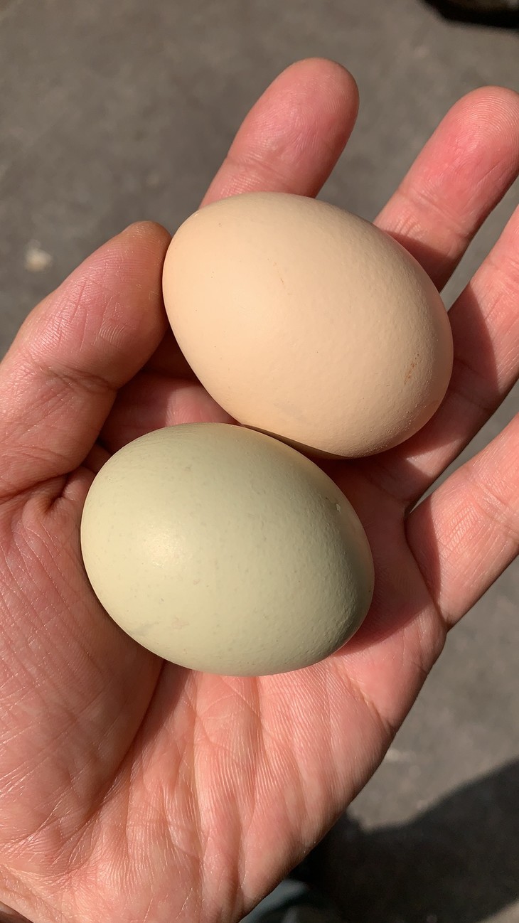 农家散养白羽乌鸡蛋 (36个)