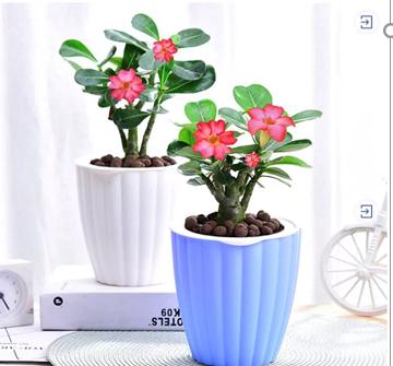 静子测试127 商品图0