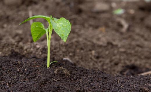 冬春茬定植要点 商品图0