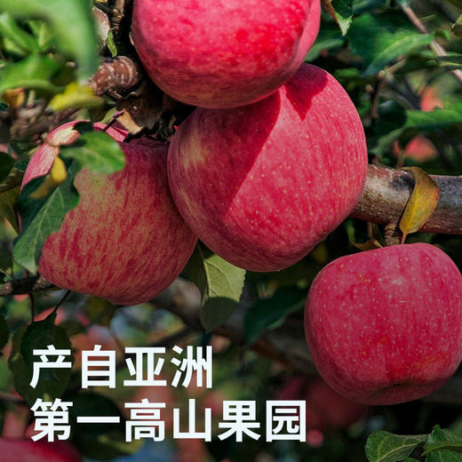 灵宝 高山苹果 特价16.6/6个(原价24/约1400g） 商品图0