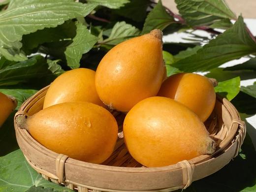 云南蒙自枇杷 商品图3