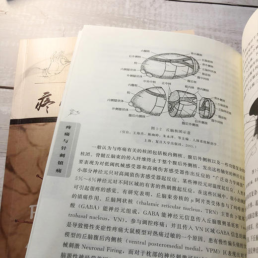 疼痛与针刺镇痛 吕志刚 针刺阵痛技法一本通 麻醉与阵痛临床医学诊断书籍疾病诊断技术麻醉学 疼痛评估镇痛止痛癌痛关节痛头痛书籍 商品图4