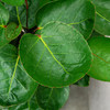 金钱兜圆叶福禄桐盆栽钱多多 商品缩略图1