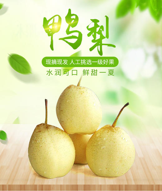 河北晋州鸭梨2斤装±0.2【现货配送】