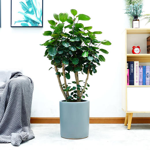 金钱兜圆叶福禄桐盆栽钱多多 商品图2