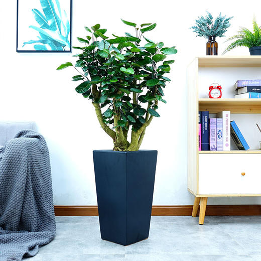 金钱兜圆叶福禄桐盆栽钱多多 商品图0