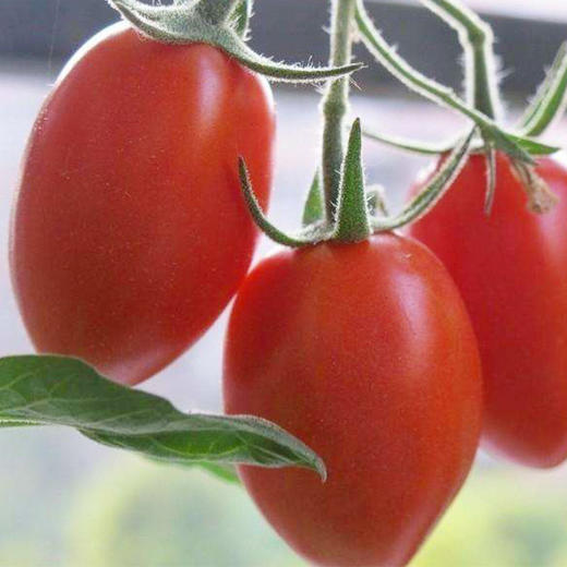 千禧小西红柿1盒/约650g 商品图2