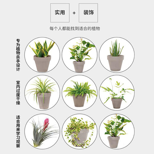 新书预售 今天起 植物住我家 室内绿植设计 家庭花园简约设计家居装修 商品图4