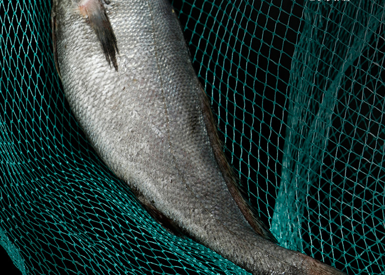 舟山海鲜 深海野生新鲜大米鱼 鳘鱼鮸鱼 1条1斤左右