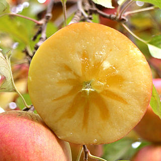 有机认证冰糖心洛川苹果 商品图0