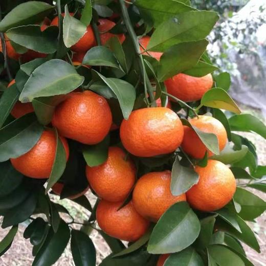 正宗广东四会沙糖桔-标件10斤