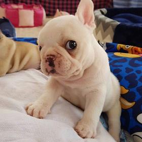 礼品1-SPA 9选1 开店储值礼包赠送