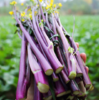 【时令蔬菜】新鲜红菜薹500g±20g 商品缩略图1