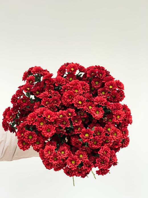 【周四团购】紫红色雏菊一份39.8元 2人拼团 商品图3