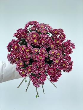 【周四团购】紫红色雏菊一份39.8元 2人拼团