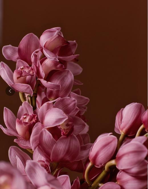 【周四团购】单枝大花蕙兰59.8元 2人拼团 商品图2