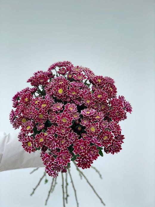 【周四团购】紫红色雏菊一份39.8元 2人拼团 商品图1