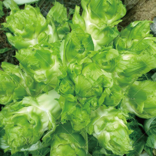 儿菜 1000g 商品图1