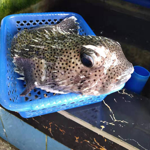 小规格刺龟鱼 约3斤(5条)