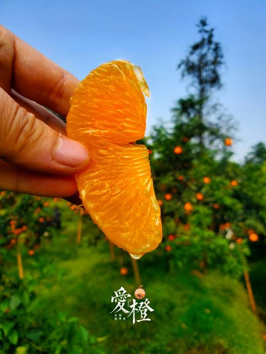 爱橙 果冻橙 6斤礼盒装 商品图3