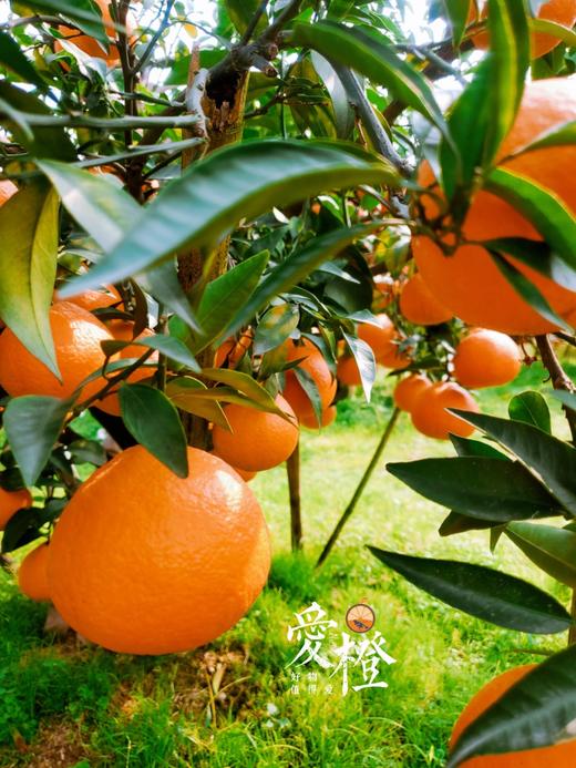 爱橙 果冻橙 6斤礼盒装 商品图1