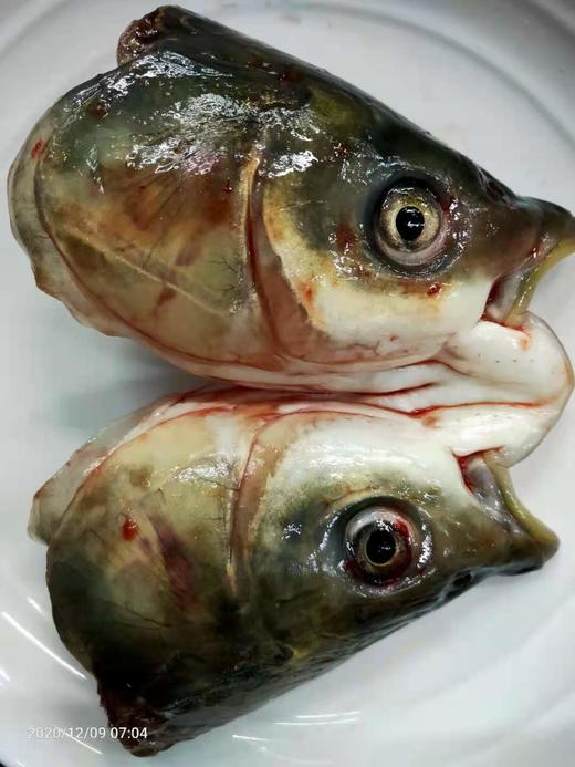 605鲩鱼头 约350克至400克 配葱姜 商品图0