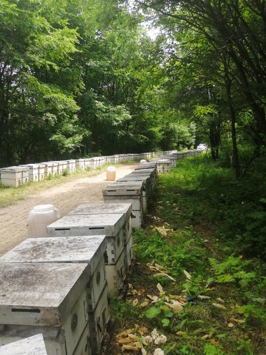 紫椴雪蜜500克 雪蜜·白如雪 凝如脂 初恋味道 商品图4