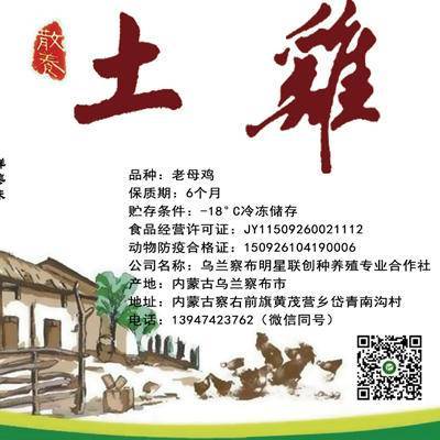 散养老母鸡【产地直发】 商品图1