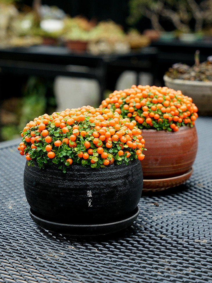 植觉 珍珠橙 红果薄柱草 珊瑚念珠草 办公室绿植盆栽新奇植物